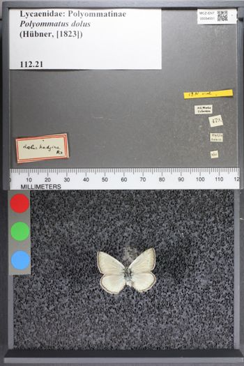 Media type: image;   Entomology 54551